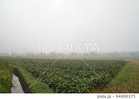 丹波霧とくろまめ畑 丹波黒(黒大豆) 10月上旬 丹波霧とくろまめ畑 丹波黒(黒大豆) 10月上旬 94890375