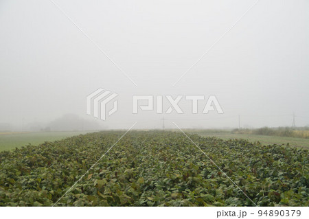 丹波霧とくろまめ畑 丹波黒(黒大豆) 10月上旬 丹波霧とくろまめ畑 丹波黒(黒大豆) 10月上旬 94890379