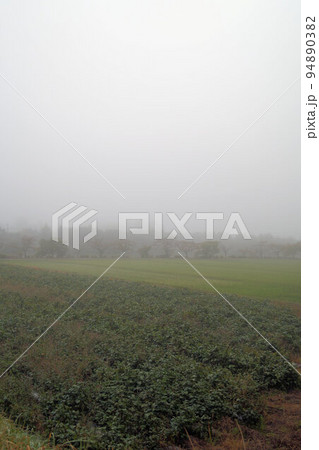 丹波霧とくろまめ畑 丹波黒(黒大豆) 10月上旬 丹波霧とくろまめ畑 丹波黒(黒大豆) 10月上旬 94890382