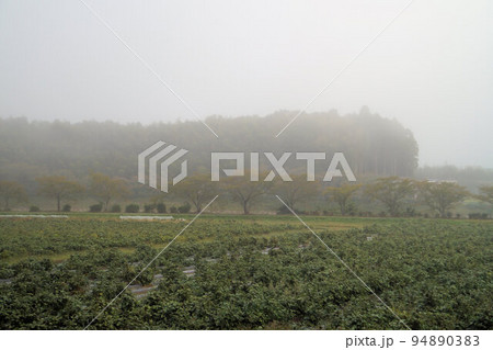 丹波霧とくろまめ畑 丹波黒(黒大豆) 10月上旬 丹波霧とくろまめ畑 丹波黒(黒大豆) 10月上旬 94890383