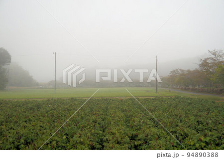 丹波霧とくろまめ畑 丹波黒(黒大豆) 10月上旬 丹波霧とくろまめ畑 丹波黒(黒大豆) 10月上旬 94890388