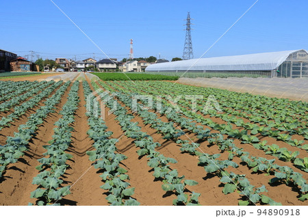 秋植えのブロッコリー畑 近郊農業 新鮮野菜 秋植えのブロッコリー畑 近郊農業 新鮮野菜 94890918