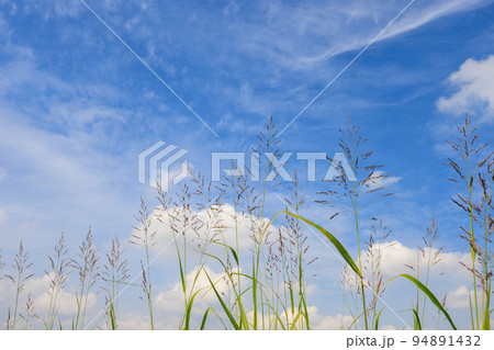 爽やかな秋の空と真っすぐ伸びる草 爽やかな秋の空と真っすぐ伸びる草 94891432