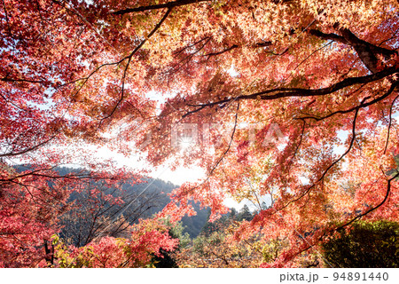 秋の古今伝授の里 94891440