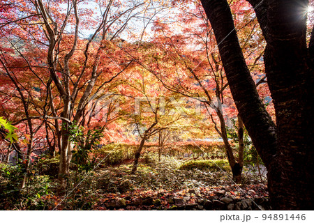 秋の古今伝授の里 94891446