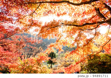 秋の古今伝授の里 94891711