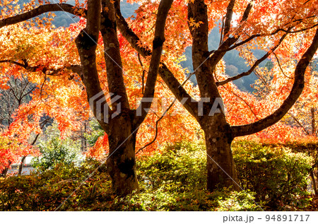 秋の古今伝授の里 94891717