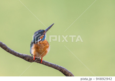 カワセミ　グリーンバック 94892942