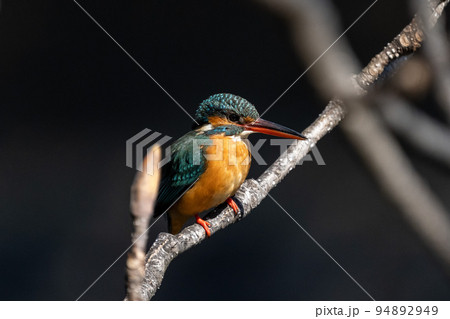 カワセミ　黒バック 94892949