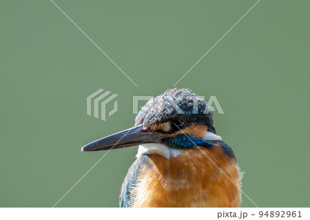 カワセミ 94892961