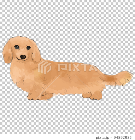 Dachshund hand drawn style illustration 2 Dachshund hand drawn style illustration 2 94892985