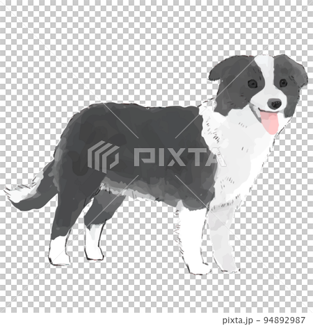Border collie hand drawn style illustration 94892987