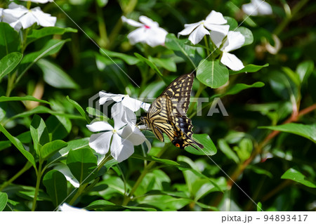 アゲハチョウ 94893417