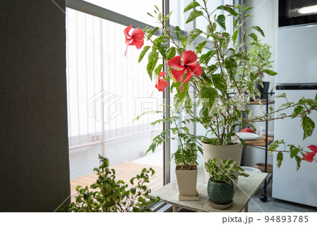 植物　室内で咲いたハイビスカス 94893785