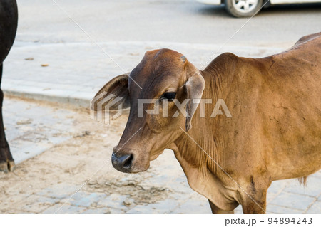 street baby cow (野良牛) 94894243