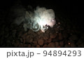 夜の手持ち花火 94894293