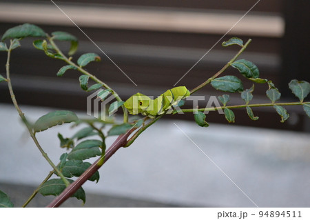山椒の木の上にいるアゲハチョウの幼虫 94894511