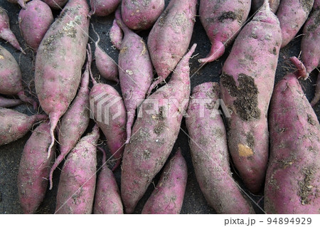 掘り立て沢山の美味しそうなサツマイモ　豊作　収穫 94894929