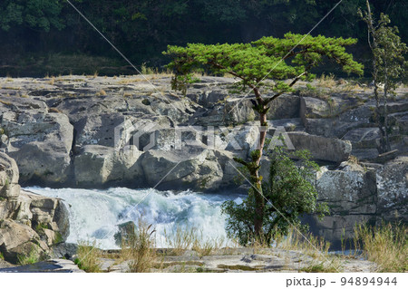 曽木の滝の一本松 94894944