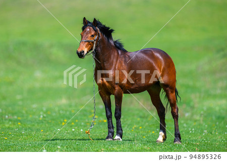 Brown Horse on the pasture Brown Horse on the pasture 94895326