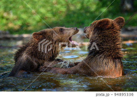 Wild Brown Bear (Ursus Arctos) on playing pond in the forest. Animal in natural habitat. Wildlife scene Wild Brown Bear (Ursus Arctos) on playing pond in the forest. Animal in natural habitat. Wildlife scene 94895336