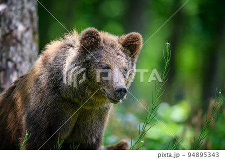Wild Brown Bear (Ursus Arctos) in the summer forest. Animal in natural habitat 94895343