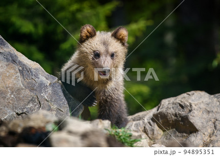 Baby brown bear cub in the forest. Animal in the nature habitat Baby brown bear cub in the forest. Animal in the nature habitat 94895351