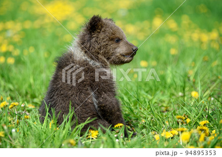 Young brown bear cub in the meadow with yellow flowers 94895353