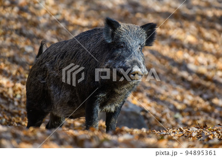 Two wild boar in autumn forest. Wildlife scene from nature 94895361