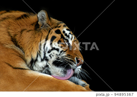 Angry big tiger isolated on black background 94895367