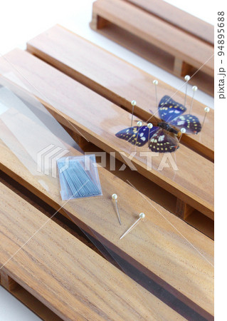 展翅板での蝶の標本づくり（オオムラサキ） 94895688