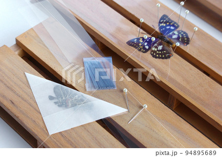 展翅板での蝶の標本づくり（オオムラサキ）の写真素材 [94895689] - PIXTA