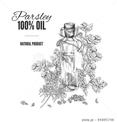 Parsley aromatic oil badge or banner template hand drawn vector illustration. 94895746