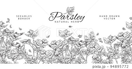 Parsley seamless border, monochrome banner in sketch style, vector illustration. Parsley seamless border, monochrome banner in sketch style, vector illustration. 94895772