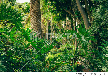 tropical botanical garden, Flora of Canary Islands 94895784