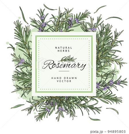 Decorative frame design with hand colorful drawn rosemary plants sketch style Decorative frame design with hand colorful drawn rosemary plants sketch style 94895803