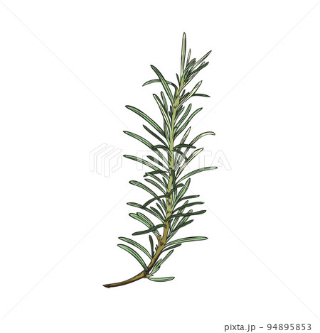 Hand drawn green twig of rosemary plant sketch style, vector illustration Hand drawn green twig of rosemary plant sketch style, vector illustration 94895853