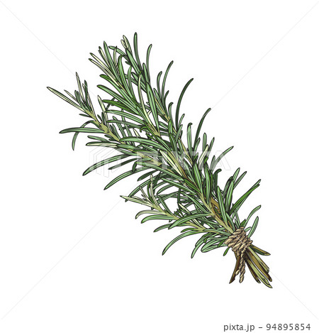 Rosemary bunch of few twigs vintage sketch vector illustration isolated. 94895854