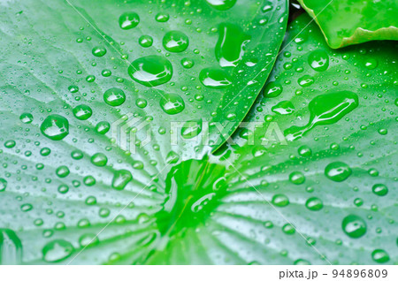 dew drop or rain drop on lotus leaf , leaf in blur background dew drop or rain drop on lotus leaf , leaf in blur background 94896809