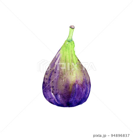 Hand drawn watercolor fig. Hand drawn illustration of organic harvest for healthy diet. Edible fresh fruit of ficus carica. Ingredient for jam making, dessert recipe, logo and label Hand drawn watercolor fig. Hand drawn illustration of organic harvest for healthy diet. Edible fresh fruit of ficus carica. Ingredient for jam making, dessert recipe, logo and label 94896837