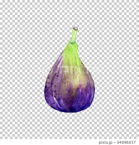 Hand drawn watercolor fig. Hand drawn illustration of organic harvest for healthy diet. Edible fresh fruit of ficus carica. Ingredient for jam making, dessert recipe, logo and label Hand drawn watercolor fig. Hand drawn illustration of organic harvest for healthy diet. Edible fresh fruit of ficus carica. Ingredient for jam making, dessert recipe, logo and label 94896837