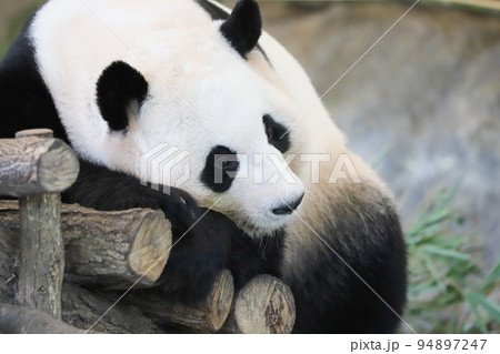 眠そうなパンダ 94897247