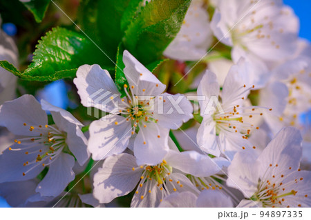 beautiful closeup spring blossoming tree 94897335