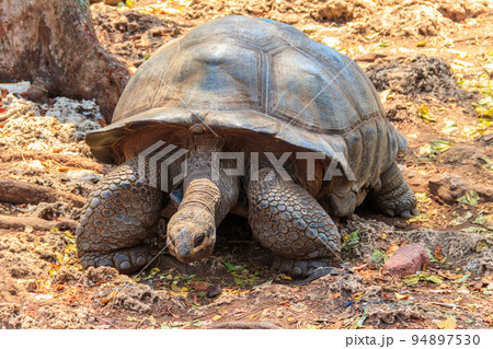 Aldabra giant tortoise on Prison island, Zanzibar in Tanzania Aldabra giant tortoise on Prison island, Zanzibar in Tanzania 94897530