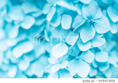 Macro photo of hydrangea flower. Details of blue petals. Beautiful colorful blue texture of flowers. Hydrangea 94897808