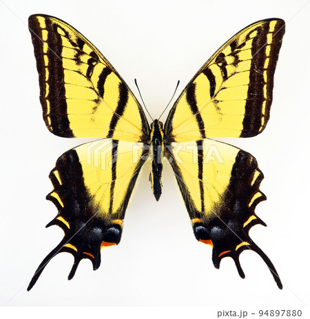 Yellow butterfly isolated on white. Swallowtail Papilio multicaudata close up macro, collection butterflies, papilionidae, lepidoptera 94897880