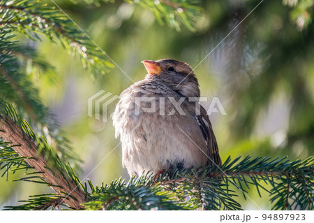 Sparrow sits on a fir branch in the sunset light. 94897923
