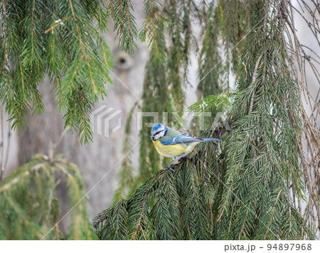 Cute bird, Eurasian blue tit, songbird sitting on a fir branch in the autumn or winter 94897968
