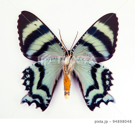 Blue black butterfly isolated on white. Alcides metaurus upside macro close up, collection butterflies, urania, insect Blue black butterfly isolated on white. Alcides metaurus upside macro close up, collection butterflies, urania, insect 94898048