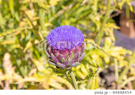 Close up of a deep purple colored artichoke flower in summer Close up of a deep purple colored artichoke flower in summer 94898454